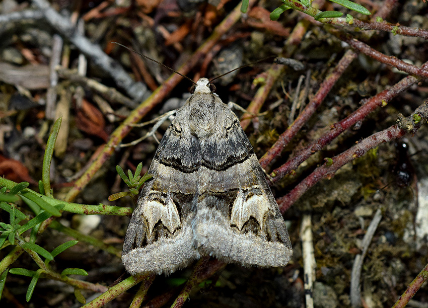 Drasteria cailino - Erebidae, a Toano